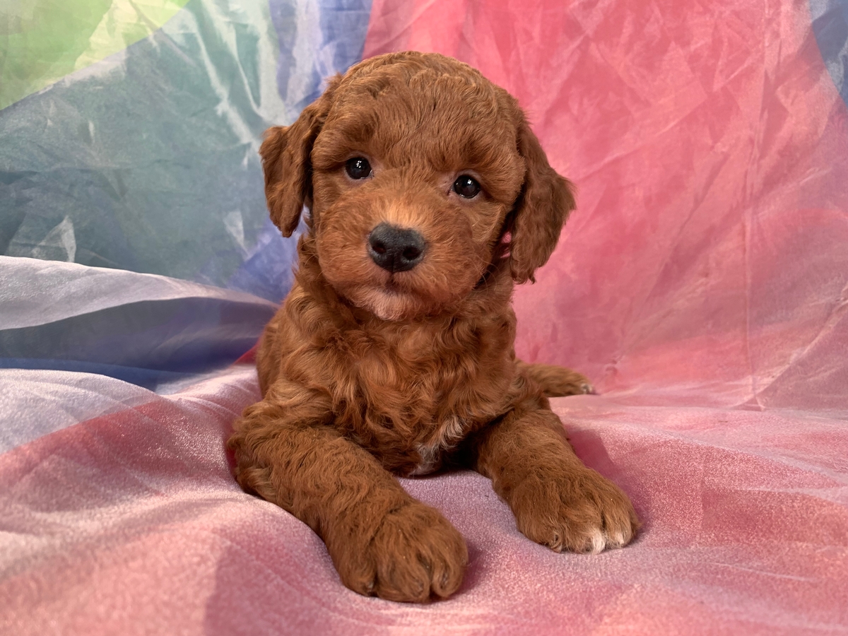 F1b Miniature Goldendoodle Puppy for Sale DOB 10-2-2022, $1200